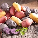 Organic US Grown Potato Medley Mix - 10 Seed Potatoes Mixed Colors Red, Purple and Yellow from Easy to Grow Bulbs TM photo / $13.99