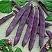 photo David's Garden Seeds Bean Pole Dow Purple Podded 9975 (Purple) 50 Non-GMO, Open Pollinated Seeds