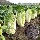 Chinesischer Kohlsamen, 1 Beutel Chinakohl Samen Produktive schnellen Core Wrapping Compact Bulb nahrhaften Gemüsesamen für Yard foto / 0,01 €
