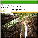 SAFLAX - Secuoya roja - 50 semillas - Con sustrato estéril para cultivo - Sequoia sempervirens foto / 4,45 €