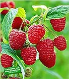 BALDUR Garten Rote Himbeeren TwoTimer® Sugana®, 3 Himbeerpflanzen, Rubus idaeus foto / 29,85 €