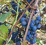 Concord Grape Seeds (Vitis labrusca 'Concord') 10+ Organic Michigan Concord Grape Vine Seeds in FROZEN SEED CAPSULES for The Gardener & Rare Seeds Collector - Plant Seeds Now or Save Seeds for Years photo / $14.95