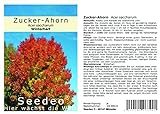 Seedeo® Zucker-Ahorn (Acer saccharum) 20 Samen foto / 3,50 €