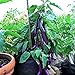photo Eggplant , Long Purple Eggplant Seeds, Heirloom, Non GMO, 50 Seeds, Garden Seed, Long Purple, Heirloom, Non GMO, 25+Seeds, Garden Seed