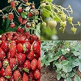 David's Garden Seeds Collection Set Fruit Strawberry 7449 (Red) 4 Varieties 200 Non-GMO Seeds photo / $16.95 ($4.24 / Count)
