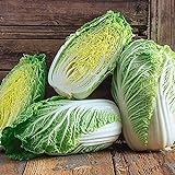25+ Count Napa Michihili Heading Cabbage Seed, Heirloom, Non GMO Seed Tasty Healthy Veggie photo / $1.99 ($0.08 / Count)