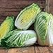 photo 50+ Count Napa Michihili Heading Cabbage Seed, Heirloom, Non GMO Seed Tasty Healthy Veggie