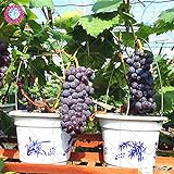 50pcs semillas de uva negro semillas de uva bonsai frutales enanos crecen las uvas árbol fácil semillas de frutas japoneses para plantar jardín de su casa foto / 4,99 €