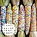 foto Benoon 40 unids/bolso Semillas de maíz, semillas de alimentos Fast creciendo buena cosecha Ligero rojo Cáscara de maíz semillas de maíz para granja Semillas de maíz coloridas