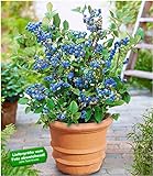BALDUR Garten Topf-Heidelbeere Blaubeeren Heidelbeeren Pflanze, 1 Pflanze Vaccinium corymbosum reichtragend Heidelbeere für Töpfe und Kübel foto / 10,99 €