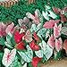 photo Caladium, Bulb, Fancy Mix, Pack of 10 (Ten), Easy to Grow, Colorful Mix, HOSTA