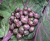 Seeds4planting - Seeds Brussels Sprouts Cabbage Purple Heirloom Vegetable Non GMO photo / $6.94