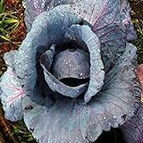 Cabbage Seed, Red Acre, Heirloom, Non GMO 25 Seeds, Colorful Tasty Healthy Veggie Country Creek Acres photo / $1.99