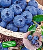BALDUR Garten Heidelbeere Kosmopolitan Blaubeeren Heidelbeeren Pflanze, 1 Pflanze Vaccinium corymbosum reichtragend rotes Fruchtfleisch foto / 9,95 €