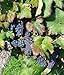 foto 5 GIANT BLACK GLOBE Traubenkernen Vitis Obst Ranken Seeds * Comb S/H