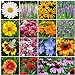 photo All Perennial Wildflower Seed Mix - 1/4 Pound, Mixed, Attracts Pollinators, Attracts Hummingbirds, Easy to Grow & Maintain