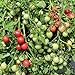 foto Gartenperle Tomatensamen für ca. 20 Pflanzen - ideale Kübeltomate, Massenertrag