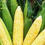 Bodacious RM Sweet Yellow Corn, 75 Seeds Per Packet, (Isla's Garden Seeds), Non GMO Seeds, 90% Germination Rates, Scientific Name: Zea Mays photo / $6.75