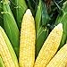 photo Bodacious RM Sweet Yellow Corn, 75 Seeds Per Packet, (Isla's Garden Seeds), Non GMO Seeds, 90% Germination Rates, Scientific Name: Zea Mays