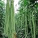 photo 100 Pcs Snake/Yard-Long Asparagus Pole Bean Seeds Heirloom Non-GMO Seeds,for Growing Seeds in The Garden or Home Vegetable Garden
