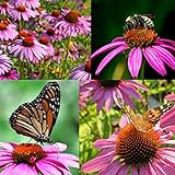 Purple Coneflower Seeds, Over 5300 Echinacea Seeds for Planting, Non-GMO, Heirloom Flower Seeds photo / $8.47