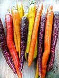 Bunten Karotte 100 Samen - Regenbogen Mix-weiß,gelb,orang,ro,lila foto / 1,99 €