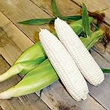 CEMEHA SEEDS - White Corn Sweet Non GMO Vegetable for Planting photo / $6.95 ($0.28 / Count)