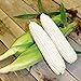 photo CEMEHA SEEDS - White Corn Sweet Non GMO Vegetable for Planting