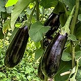 Black Beauty Aubergine Samen für ca. 20 Pflanzen - ertragreiche Sorte mit dunkelvioletten Früchten foto / 1,59 € (0,08 € / stück)