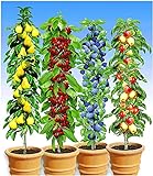 BALDUR Garten Säulen-Obst-Kollektion Birne, Kirsche, Pflaume & Apfel, 4 Pflanzen als Säule Birnbaum, Kirschbaum, Pflaumenbaum, Apfelbaum foto / 49,99 € (12,50 € / stück)