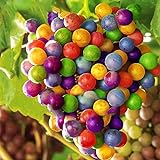 TENGGO Egrow 50 Teile/Paket Traubenkernen Regenbogen Colorful Garten Obst Pflanzen Süße Kyoho Traubenkerne foto / 8,20 €