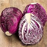 RattleFree Cabbage Seeds for Planting | Heirloom & Non-GMO | 500 Red Acre Cabbage Vegetable Seeds for Planting Home Gardens | Growing Instructions Included on Planting Packets photo / $6.95