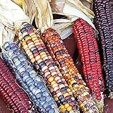 Corn Seeds- Indian Ornamental,25 Count 