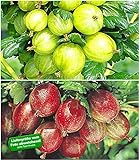 BALDUR Garten Stachelbeer-Sträucher-Set, 2 Pflanzen Ribes 'Gelbe Invicta®' und 'Rote Spinefree®' foto / 16,99 €