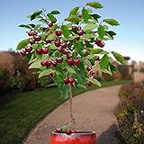 10 Seeds Dwarf Cherry Tree Self-Fertile Fruit Tree Indoor/Outdoor photo / $7.95 ($0.80 / Count)