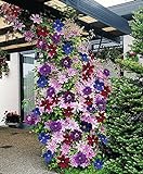 Clematis ~Mixed Colors~ 20Seeds Wonderful Large Blooms 20+ Perennial Vine Seeds photo / $13.90