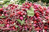 White, Pink, and Red 30-Day Radish Seed Mix – Traditional Crisp Spring Radish Varieties – Heirloom Seeds | Liliana's Garden | photo / $5.95