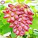 foto 50pcs/bag Seltene Finger Traubenkernen, erweiterte Fruchtsamen, 4 Natürliches Wachstum Trauben Köstliche Bonsai Topfpflanzen für Hausgarten