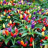 5 Color Pepper Plant Seeds for Planting | 25+ Seeds | Exotic Garden Seeds to Grow Multicolored Peppers | Amazing photo / $8.29 ($0.33 / Count)