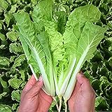 MOCCUROD 200+Pak Choi Seeds Green Stem Cabbage Bok Choy Four Season Vegetable photo / $7.99 ($0.04 / Count)