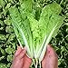 photo MOCCUROD 200+Pak Choi Seeds Green Stem Cabbage Bok Choy Four Season Vegetable
