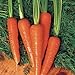 photo Carrot Seeds - Moonraker Pelleted - 10,000 Seeds