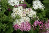 foto Gartenblumen Brautschleier, Spiraea, Steeplebush weiß
