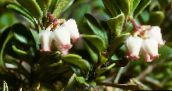 foto Gartenblumen Bärentraube, Kinnikinnick, Manzanita, Arctostaphylos uva-ursi weiß