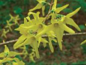 photo Garden Flowers Forsythia yellow