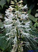 foto Gartenblumen Photinia weiß