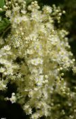 foto Gartenblumen Creme Busch, Gischt, Holodiscus weiß