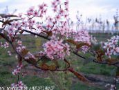 foto Gartenblumen Vogel-Kirsche, Kirschpflaume, Prunus Padus rosa