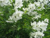 foto Gartenblumen Pearl Busch, Exochorda weiß