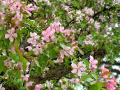 foto Gartenblumen Apfel Zier, Malus rosa